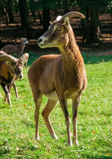 Segno Zodiacale Ariete